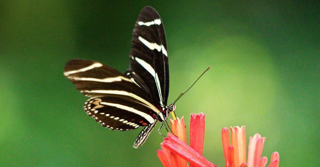 Zebra Longwing Butterfly