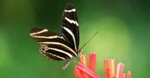 How Many Legs Does A Butterfly Have? Picture