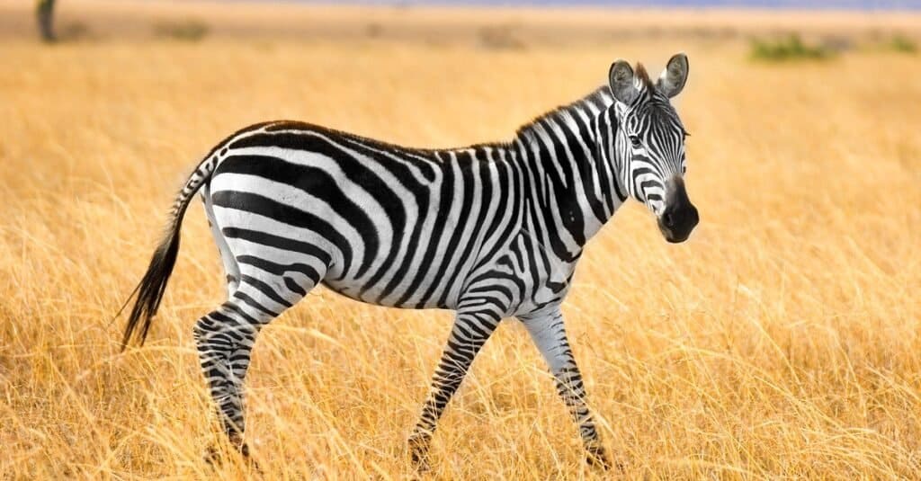 What Do Zebras Eat? - A-Z Animals