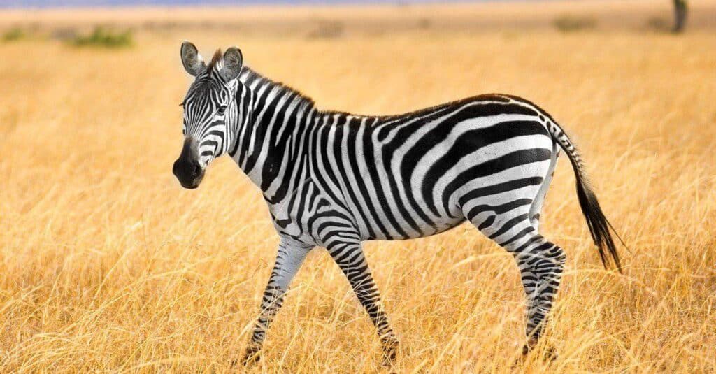 10 Incredible Zebra Facts - AZ Animals