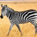 A zebra in the African Savanah. 