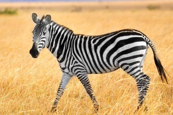 A zebra in the African Savanah. 
