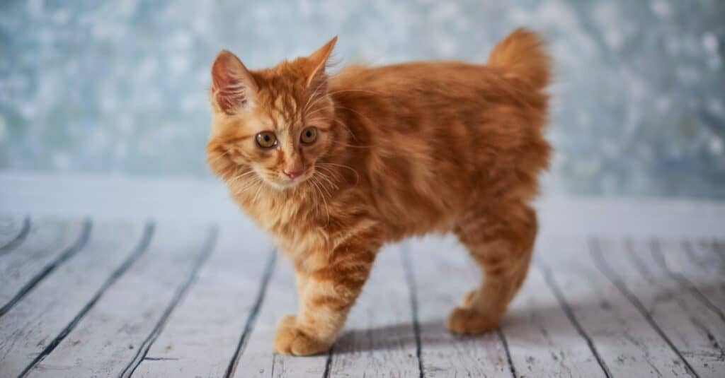 orange-american-bobtail-cat-kitten