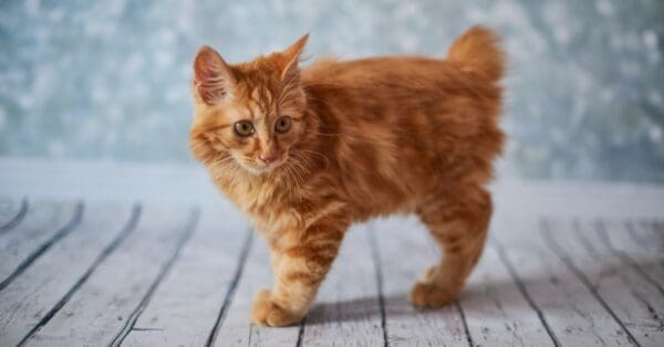 10 Domestic Cats That Look Like Tigers, Cheetahs, and Leopards - A-Z ...