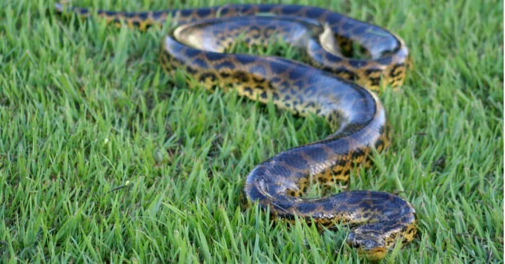 anaconda slithering through grass