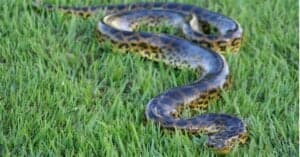 Watch An Anaconda Fight For Its Life As a Larger Anaconda Tries to Eat It Picture
