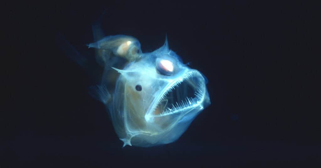 cá anglerfish phát sáng trong vùng nước tối