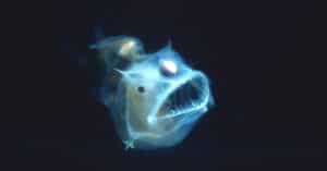 9 Cool Underwater Creatures that Glow in the Dark Picture
