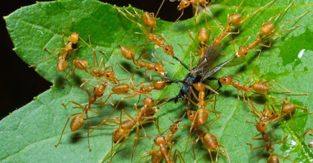 fourmis mangeant une araignée sur une feuille