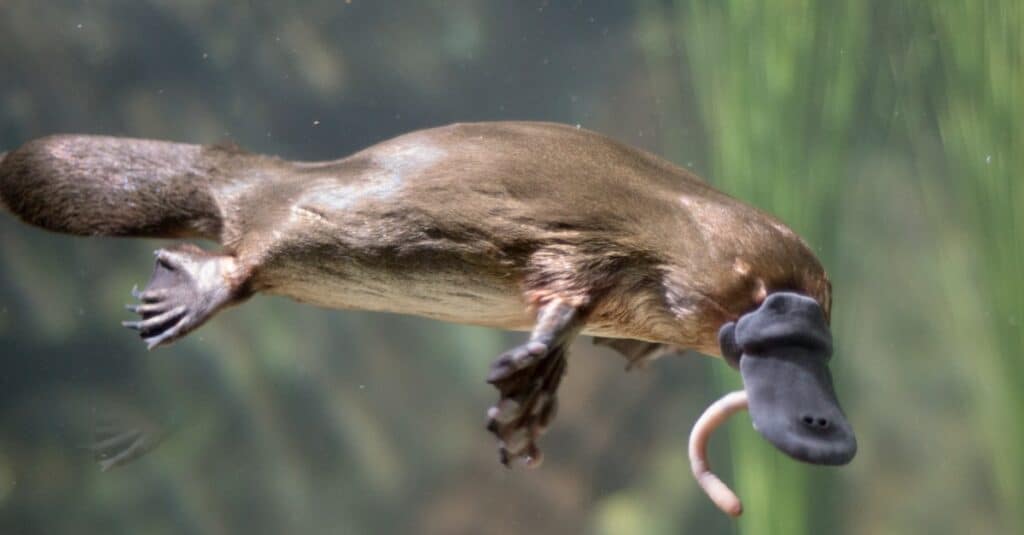 baby-platypus-eating