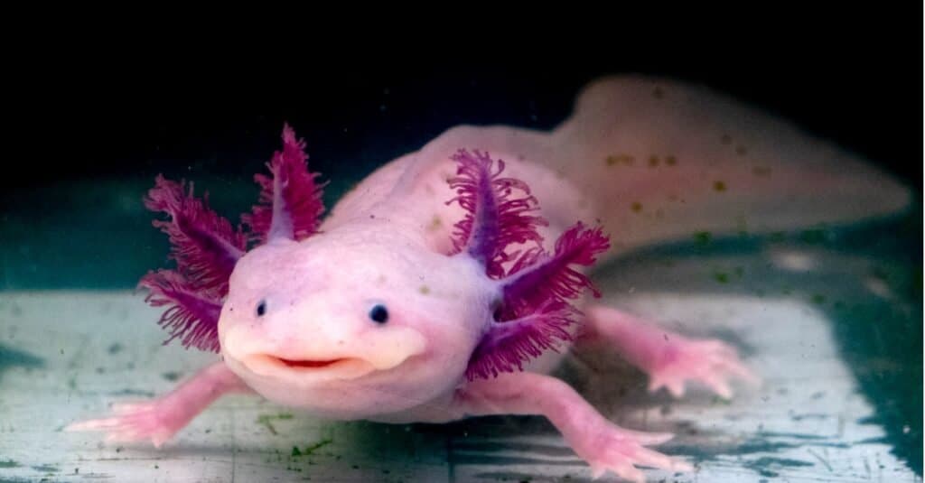 thú cưng màu hồng axolotl "mỉm cười"