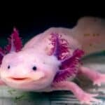 Axolotls have been known to engage in acts of cannibalism. 