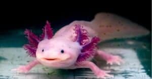 Are Axolotls Illegal in Texas? Picture