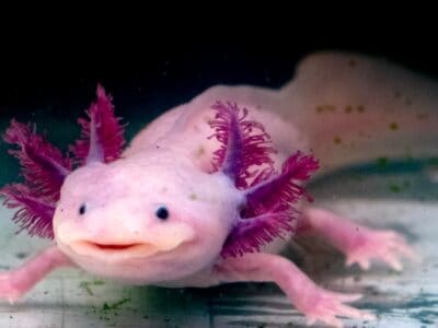 A Axolotl Quiz: Test Yourself!