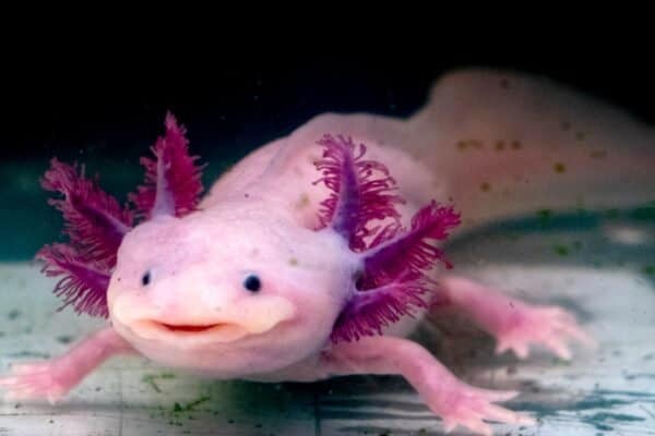 Axolotls have been known to engage in acts of cannibalism. 