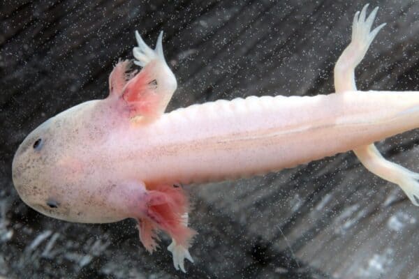 Axolotls do most of their hunting at night and then hide to avoid being eaten. 