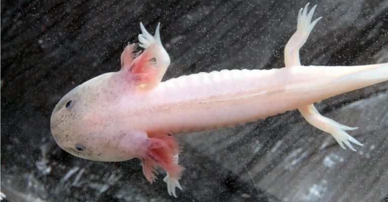 above view of pink axolotl