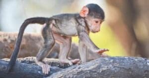 Baby Monkey: 5 Pictures and 5 Facts Picture
