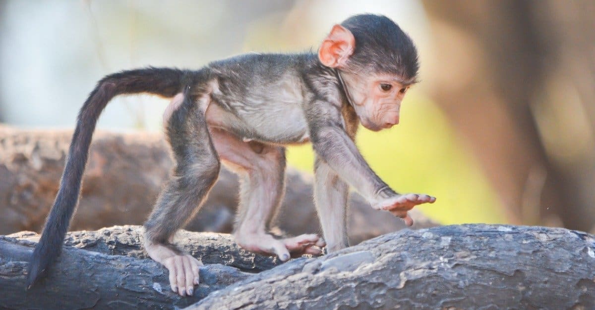 Baby Monkey: 5 Pictures and 5 Facts - AZ Animals