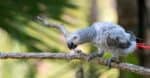 View of 10 Fascinating Facts About the Intelligent and Social African Grey ...