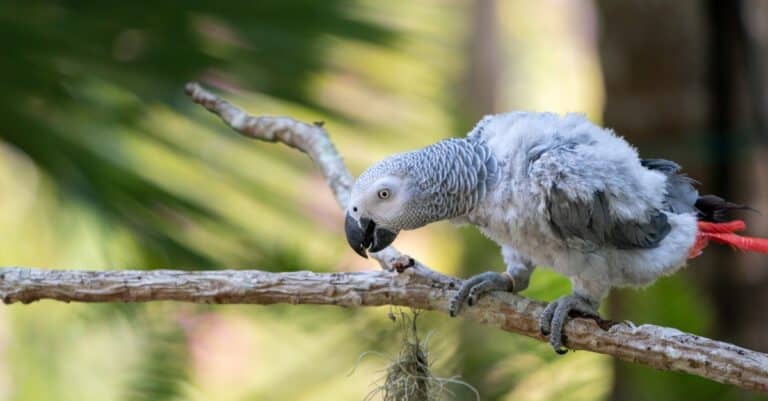 baby African grey parrot