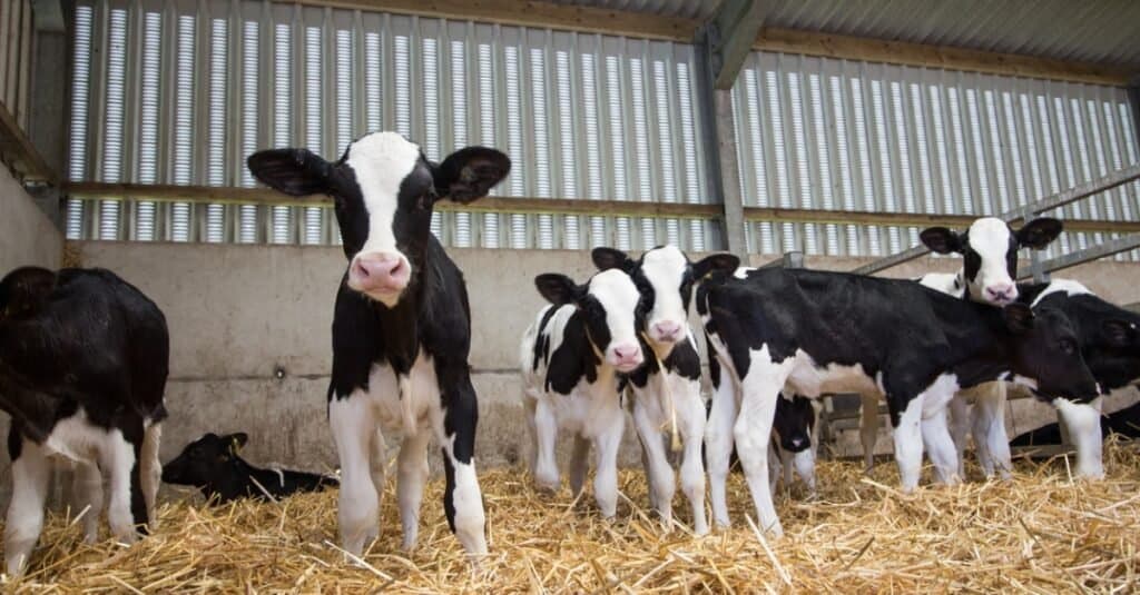 baby-cow-in-barn