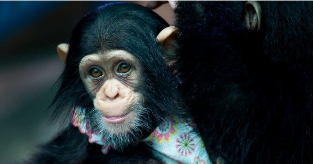 Chimps can cost over $50,000.