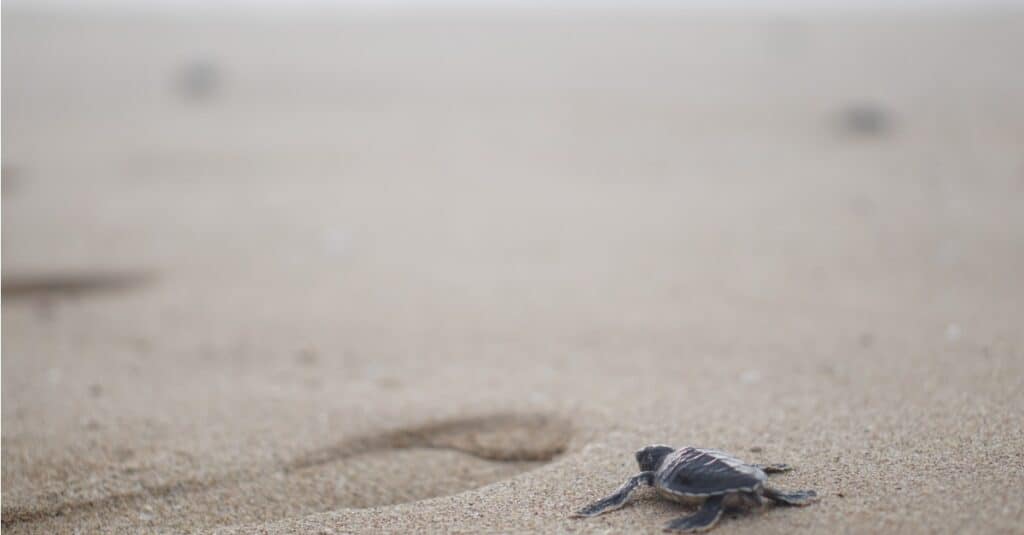 baby-turtle-going-to-sea