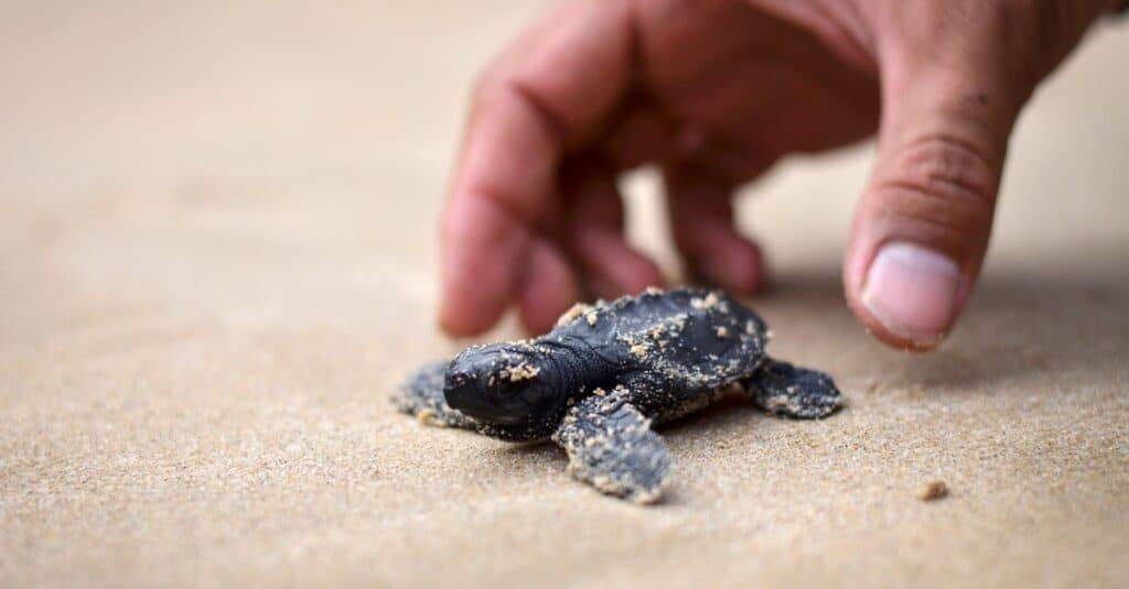 Baby Turtle: 5 Facts and 5 Pictures - A-Z Animals