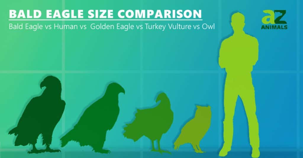เปรียบเทียบขนาดนกอินทรีหัวล้านกับนกอินทรีทอง นกฮูก ไก่งวง อีแร้ง และมนุษย์