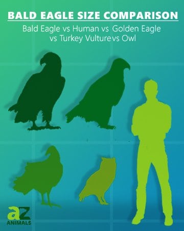 bald eagle size comparison to golden eagle owl turkey vulture  and human