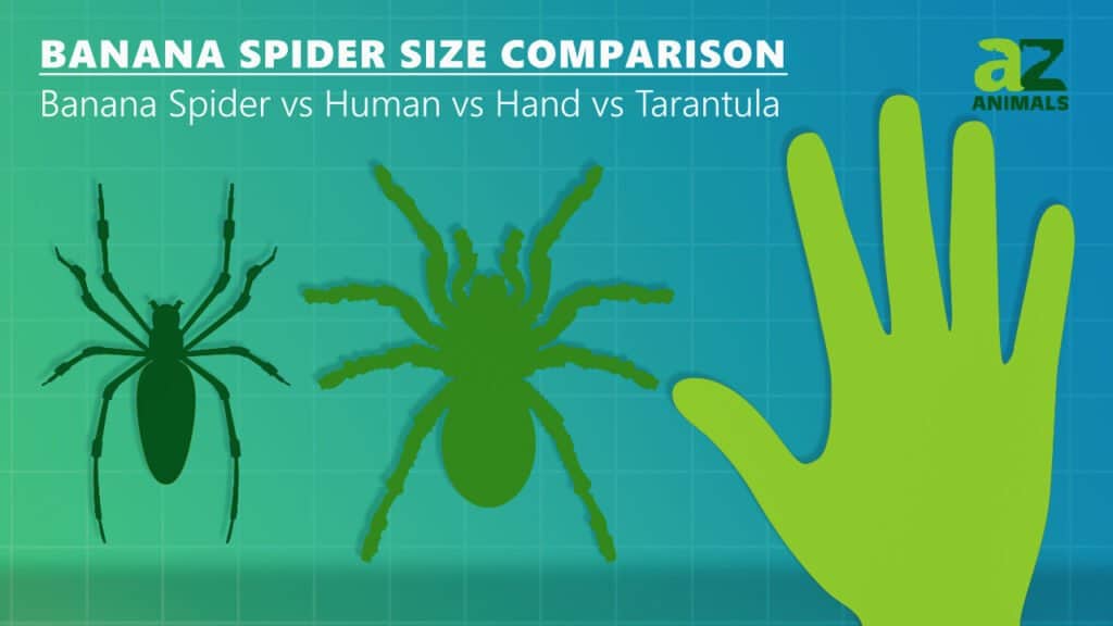 banana spider size comparison human hand tarantula 