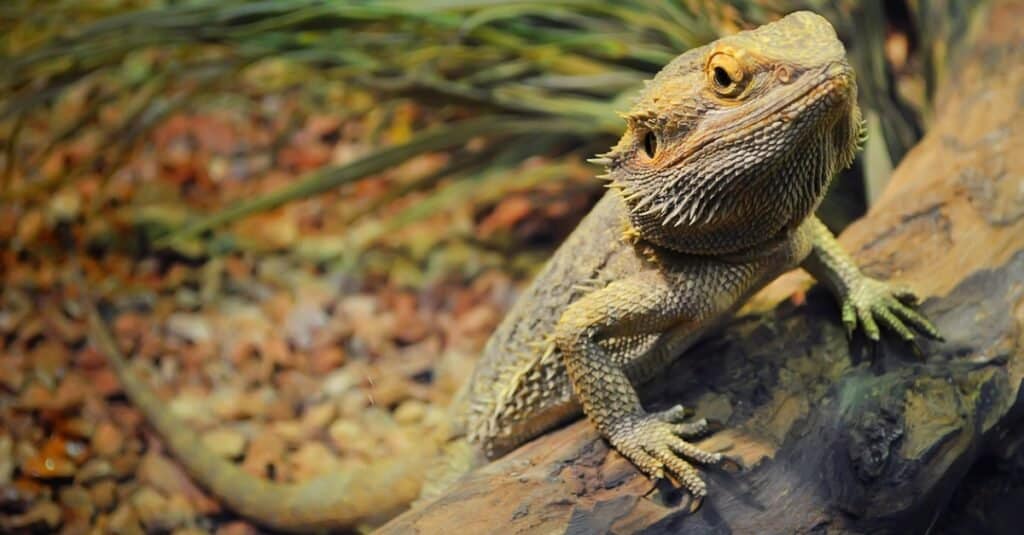 bearded dragon climbing up log in enclosure