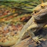 The bearded dragon is found in the wild in Australia. 