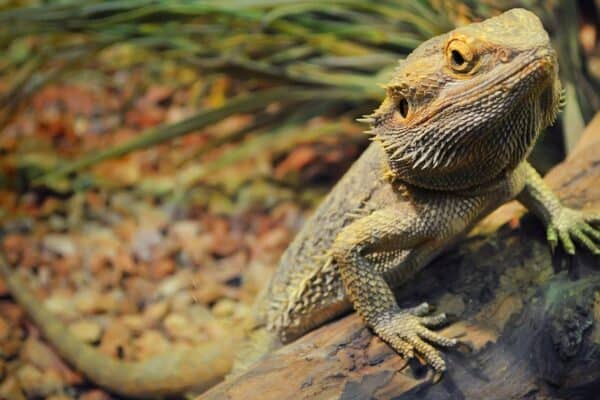The bearded dragon is found in the wild in Australia. 