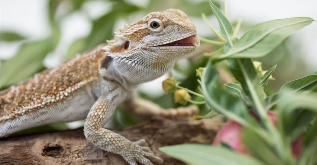 bearded dragon eating plant