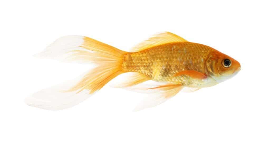 ธรรมดา-ปลาทอง-พื้นหลังสีขาว