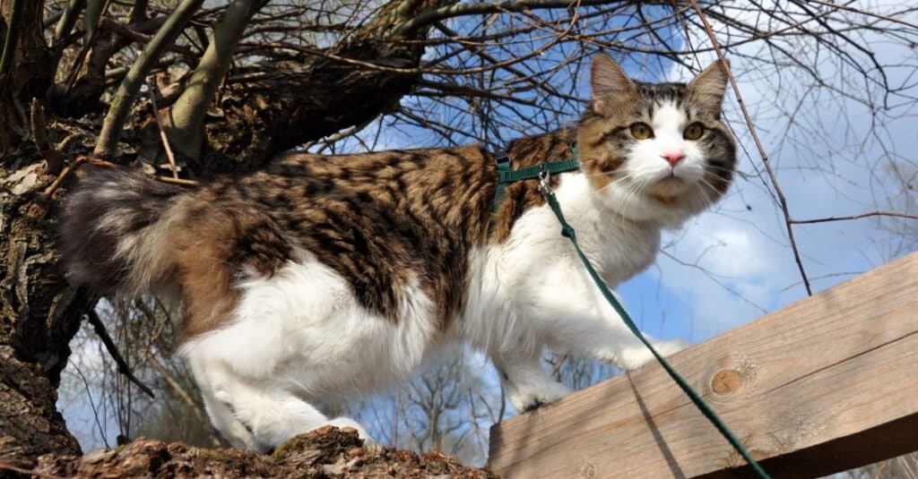 kurilian-bobtail-cat-walking-outside-on-leash