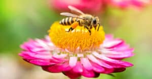 What Do Bees Eat? Picture