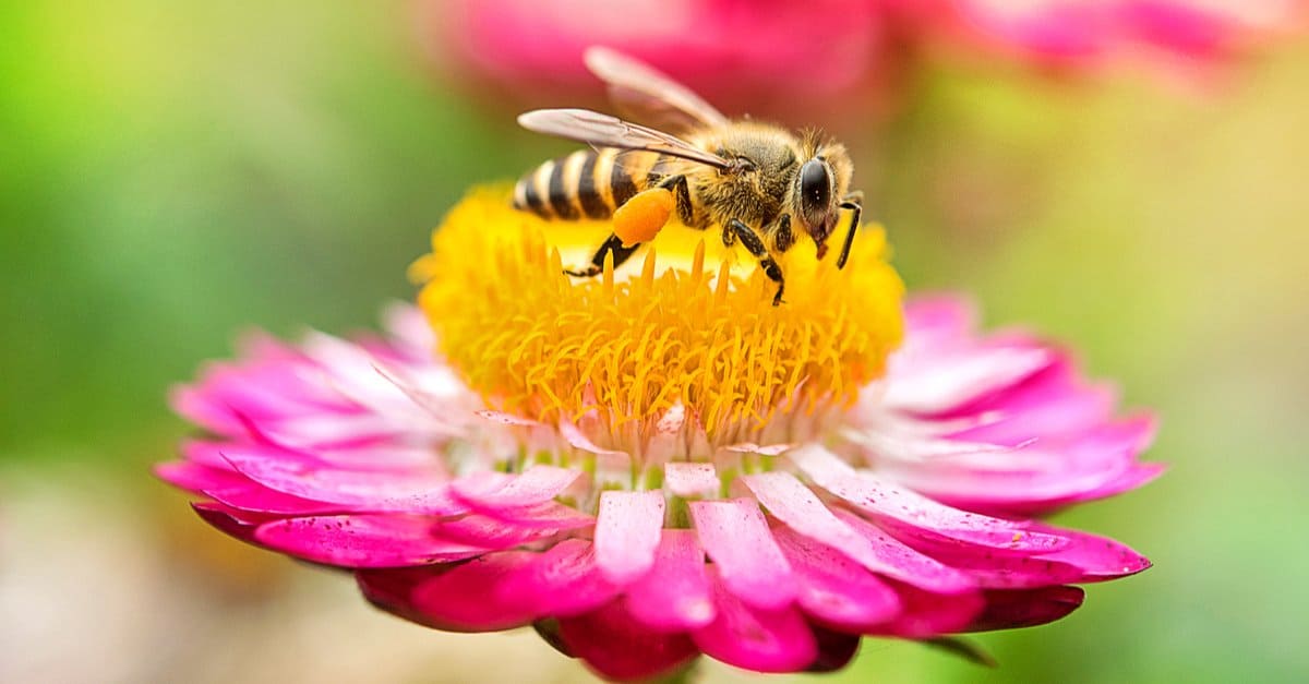 bee eating nectar from flower