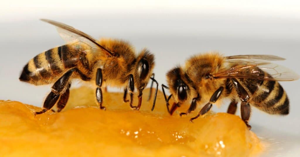 two bees eating honey