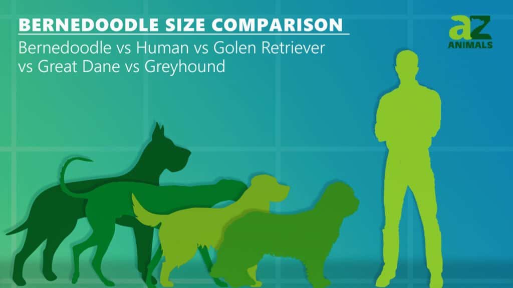 A Size Comparison of Purebred Dogs