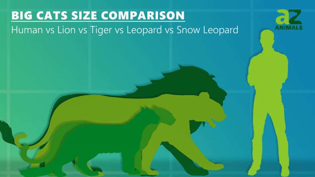 big cat comparison with human, lion, tiger, leopard, and snow leopard