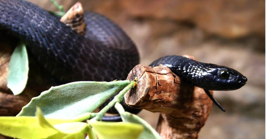black mamba slithering over small branch