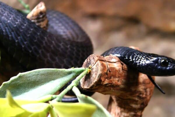 Black mambas are both terrestrial and arboreal.