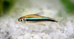 10 Black Freshwater Fish Perfect for Your Aquarium Picture