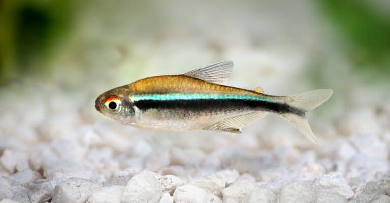 black-neon-tetra-close-up