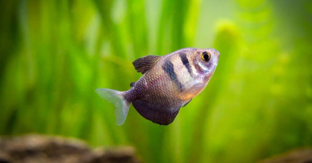 black-skirt-tetra-fish