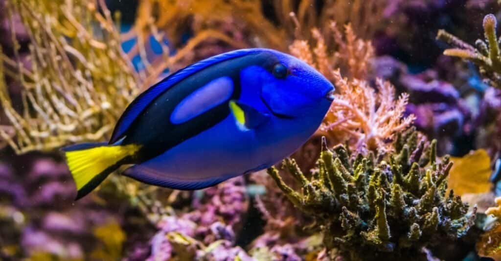 side view of blue tang swimming