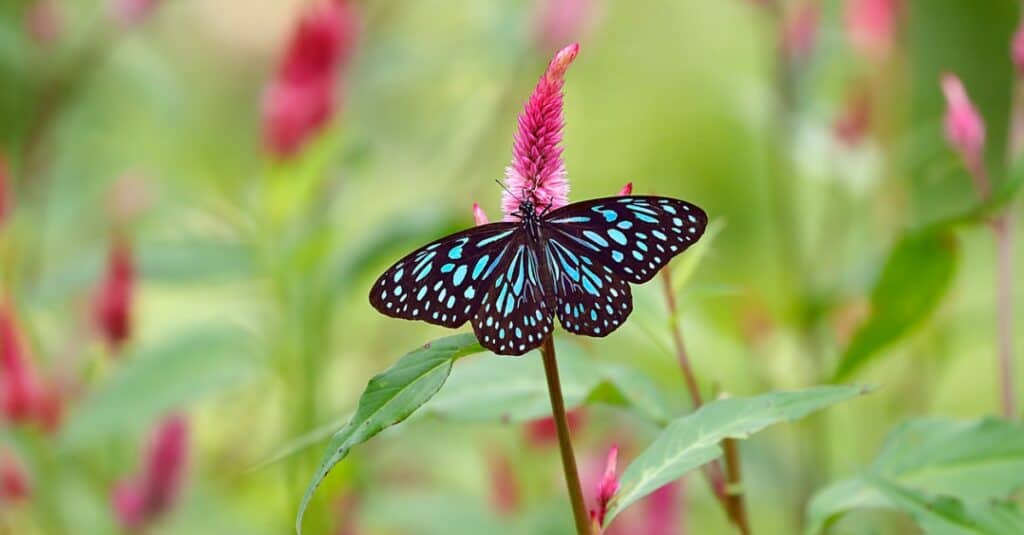 The black silhouette of a blue tiger butterfly butterfly on a pink celosia is filled with hints of vivid blue. Most deblurring acres are teardrop shaped. The background is the greenest, with celosia leaves dotted with pink out of focus.